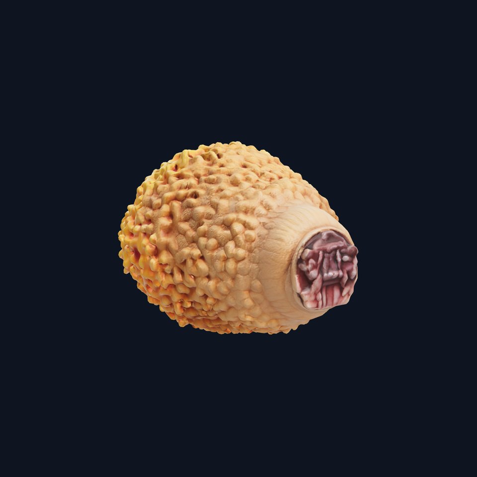 Morel Mushroom Detailed Texture model pack